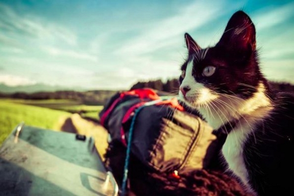重機男子旅途中救援小貓　收編後竟發現是最棒壯遊伴侶