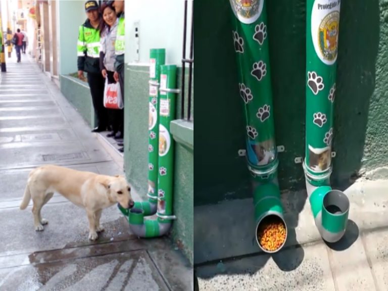 秘魯警察為流浪動物設置自助餐飲站（圖／翻攝自Youtube@Rumble Viral）
