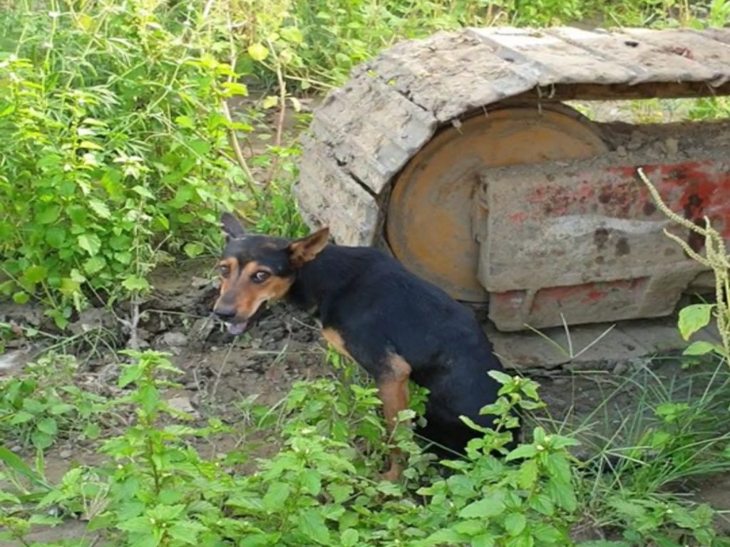 受傷的小黑狗拖行著癱瘓的後腿，只能躲在怪手下等待救援（圖／FB@徐文良（徐園長護生園））