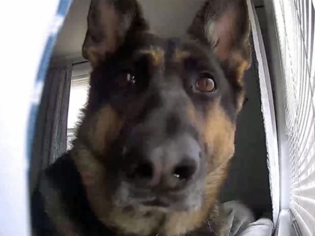 你是誰？偶認識你嗎？ (圖/Facebook@Joe Corsi) 