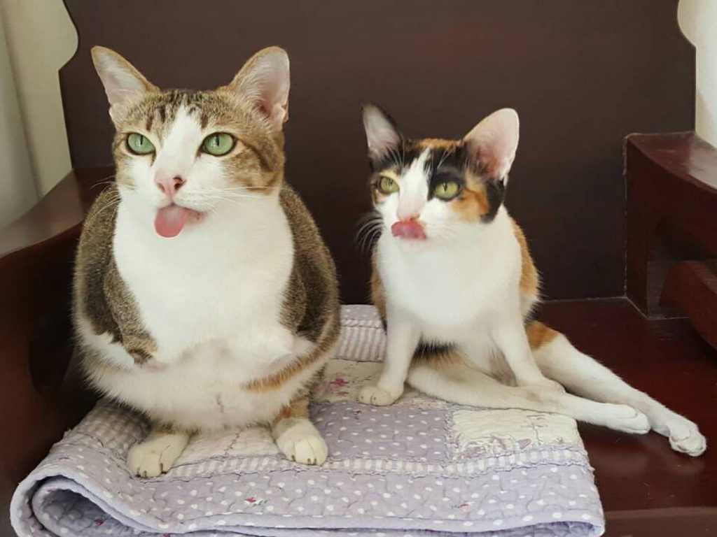 失去前腳的Able與後腿癱瘓的FinFin是最好玩伴（圖／FB@Able Maew）