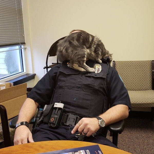 貓咪被當鬥狗誘餌　獲救後應徵當貓警官療癒警察杯杯