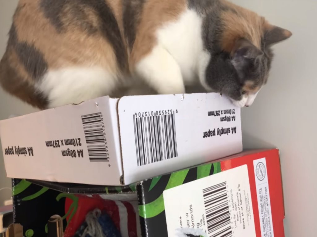 有些貓咪喜歡亂咬東西造成飼主困擾（圖／翻攝自Youtube@我不醫人Dr. Lan）