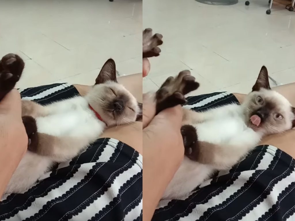 鏟屎的～快幫我馬殺雞一下～啊啊～就是這裡就是這裡～(圖/Youtube@ViralHog) 