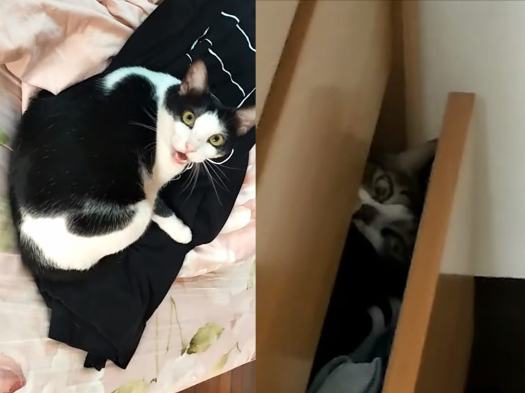 貓與香菜／想養貓？貓奴注意事項說出來可別被嚇到！ 