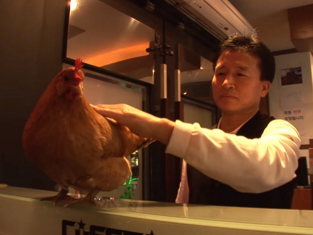 因為Koko的加入，餐廳的生意越來越好，許多人慕名而來只為見牠！(圖/Youtube@SBS TV동물농장x애니멀봐) 