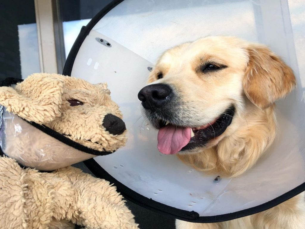 巴利看到布偶好友也戴上頭套，心情頓時不沮喪了（圖／IG@barleyboy）