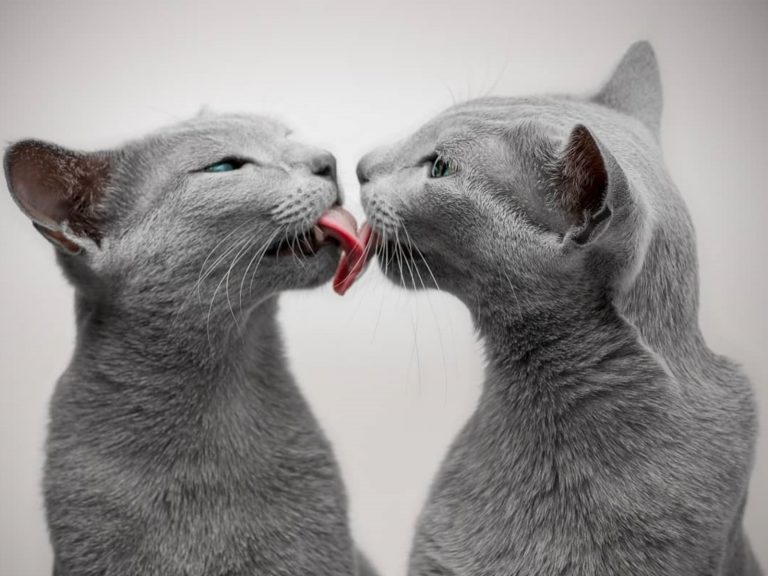 超美萌藍貓姊妹花從小相依偎　最愛用舌頭黏住彼此的心！
