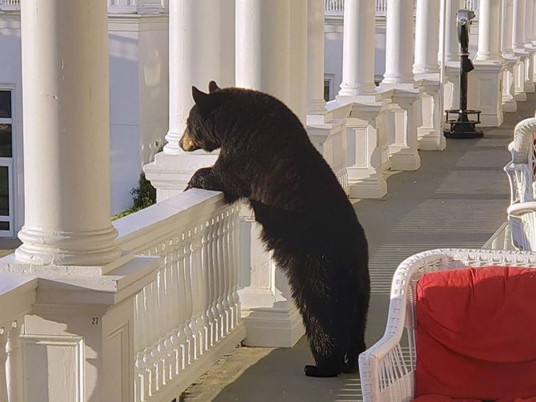 一隻黑熊意外闖入度假酒店的露台欣賞日出（圖／FB@Omni Hotels & Resorts）