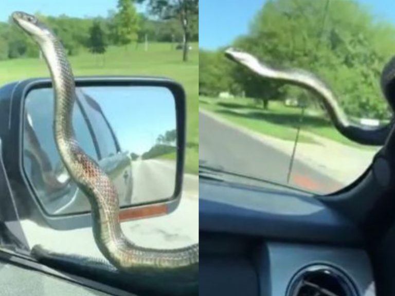 只見蛇老大在車子前不停伸展，嚇得兩人不停尖叫，直呼「我從沒見過這種事啊～」 (圖/Facebook@ABC News) 