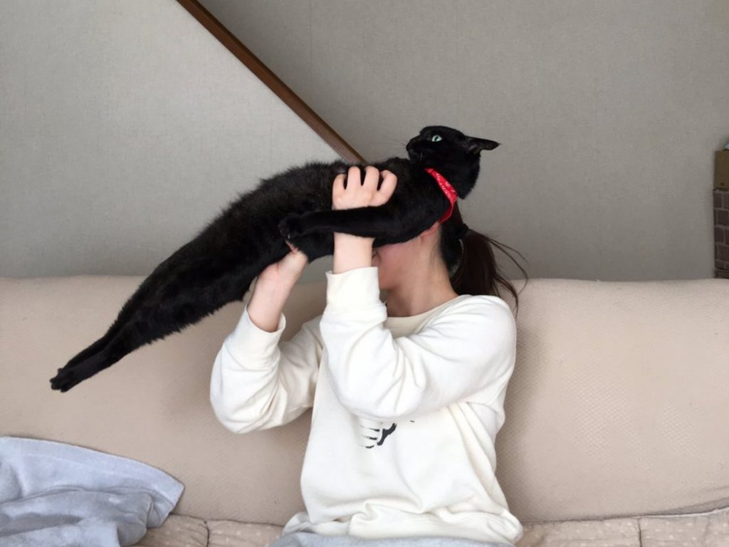 黑貓喜歡當直線（圖／twitter@itmnnnnn）