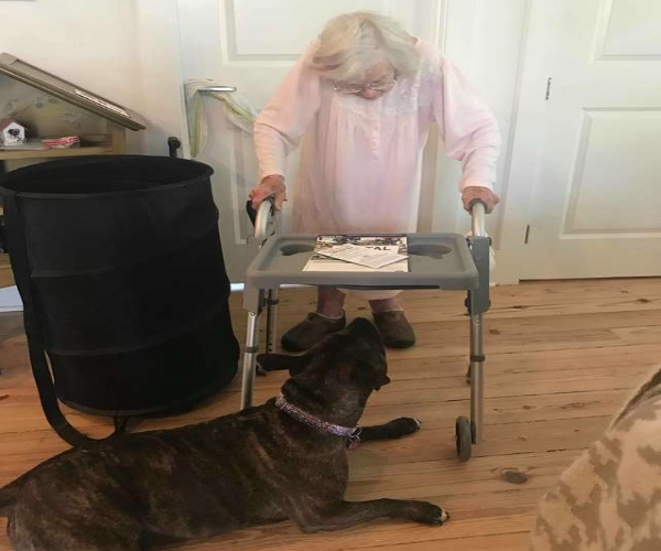 比特犬被收編後　主動擔任貼身保鑣看顧老奶奶超窩心