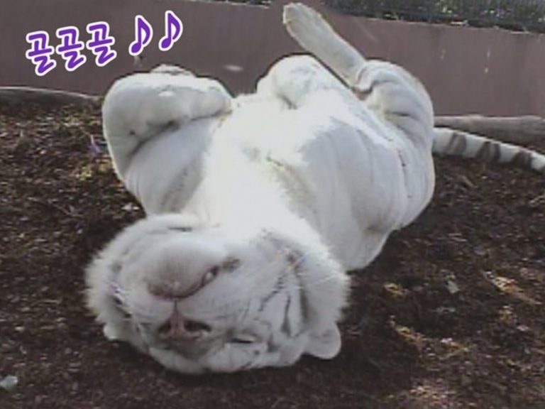 白老虎喜歡採用沒有偶包的睡姿（圖／翻攝自Youtube@SBS TV동물농장x애니멀봐）