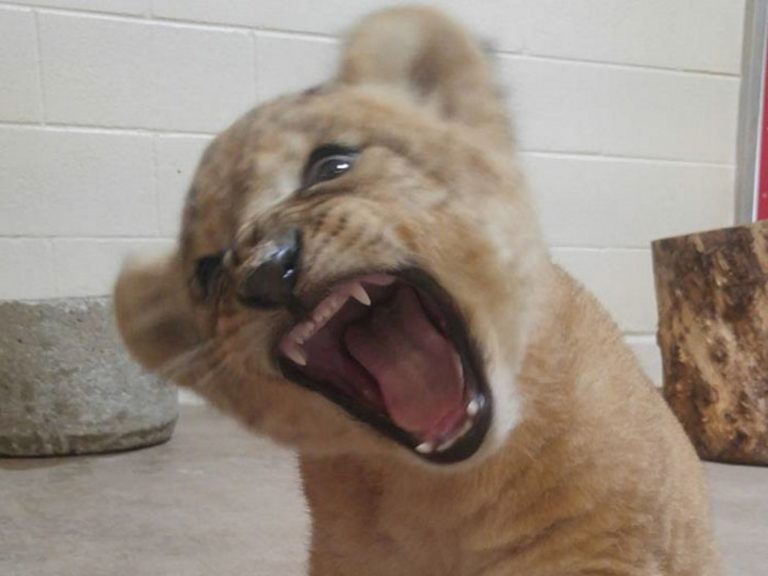 原來辛巴的原型是牠？達拉斯動物園的小獅王萌翻全世界
