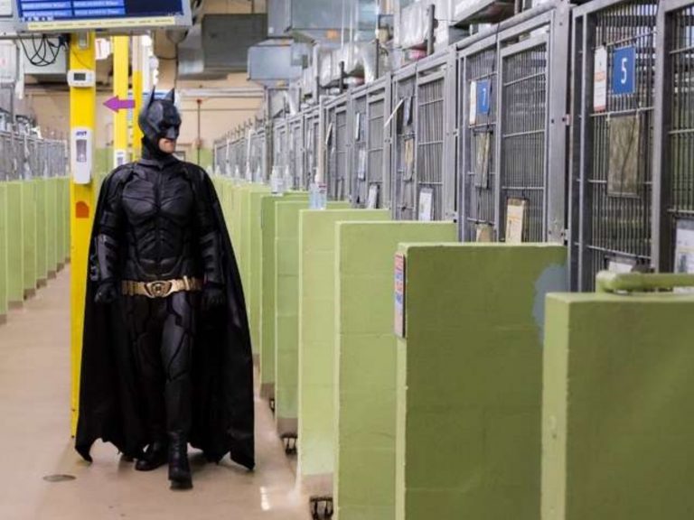 化身蝙蝠俠開收容所為浪浪找家　浪浪英雄：要讓籠子淨空！