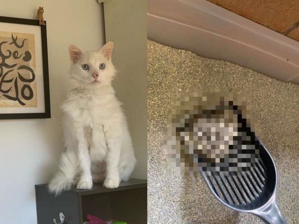 雪球的砂盆內常常出現愛心形狀的尿痕，就像是在把愛傳遞給Komine知道一樣。 (圖/Ryoko Komine) 