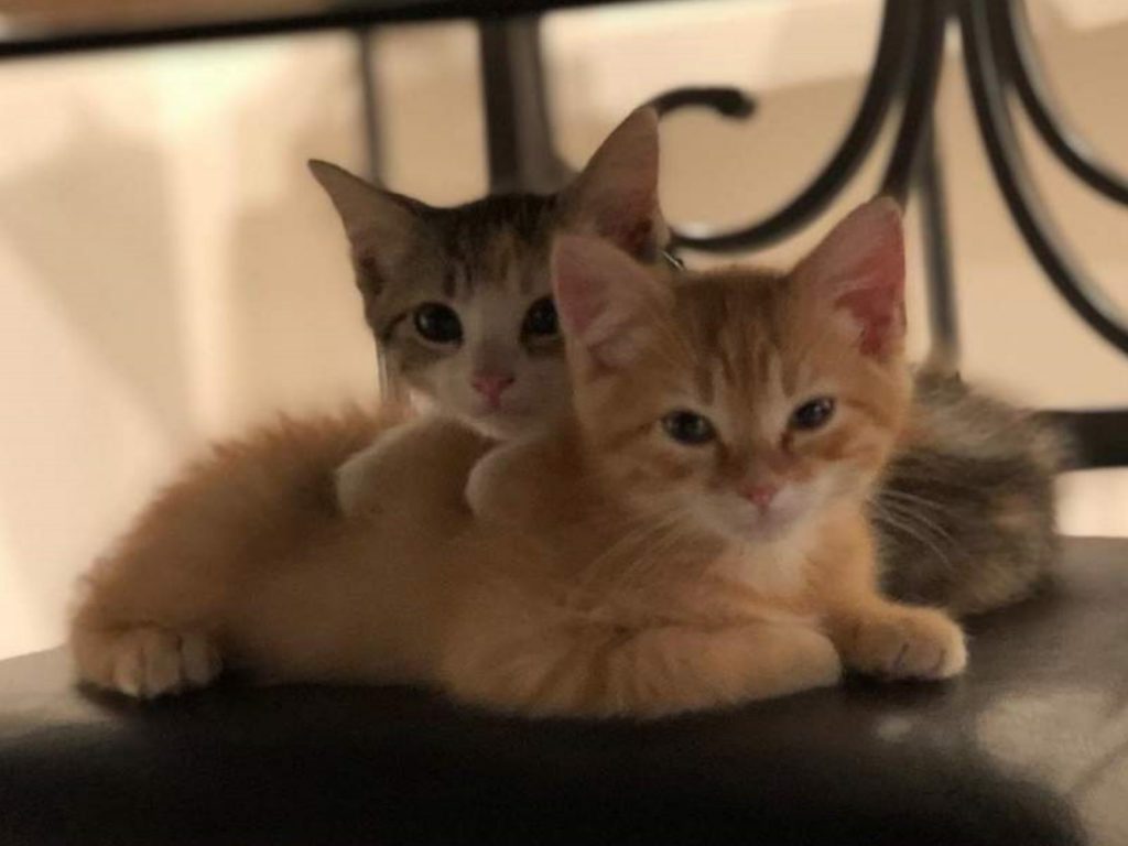 美國一運輸公司在辦公室內飼養小貓（圖／IG@ourofficekittens）