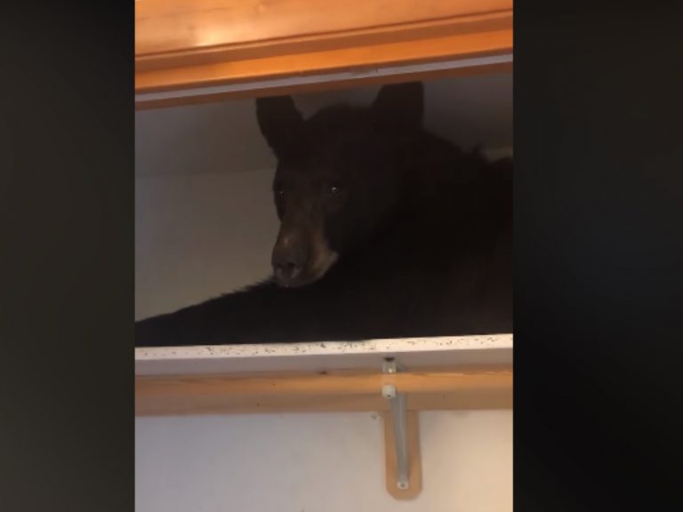 一隻熊闖進民宅內的衣櫃，並且在層板上愜意地休息（圖／FB@Missoula County Sheriff’s Office）