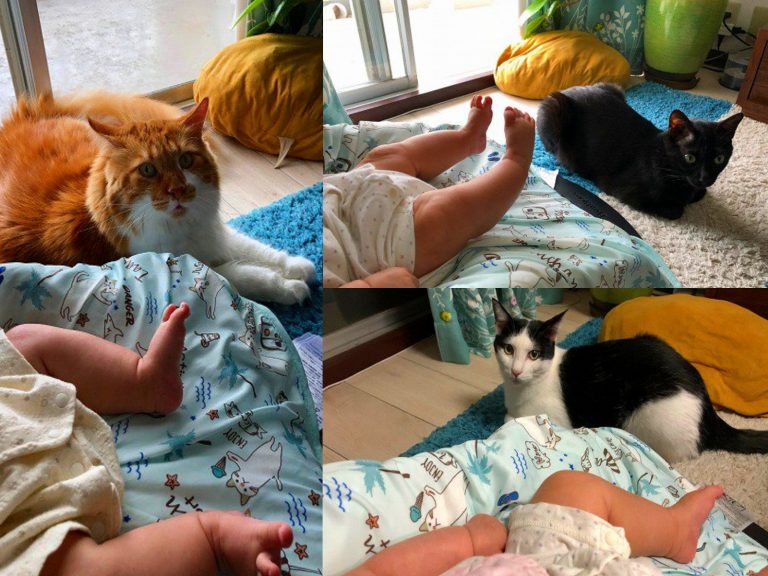 女飼主的三隻貓咪會輪流照顧女嬰（圖／twitter@kuroro_rin）