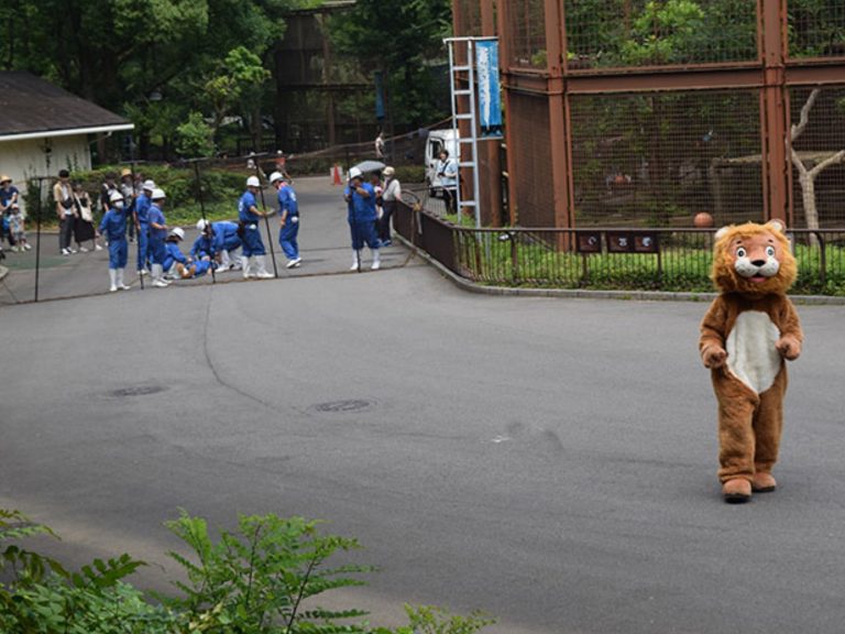 大貓也傻眼！日本動物園舉行逃脫演習　一旁真獅全程看呆
