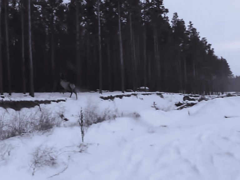 風雪交加驚見巨鹿冰層下垂死掙扎　獵人合力幫牠起死回生！