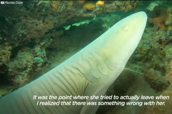 熱愛潛水的機長為海洋清垃圾　竟意外拯救一隻鯊魚！ 