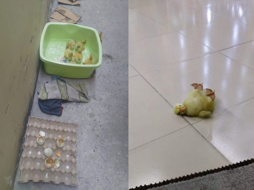 越南天氣炎熱竟然讓鴨仔蛋自行孵化出一隻隻小鴨！（圖／FB@Luu Nhut Nguyen）