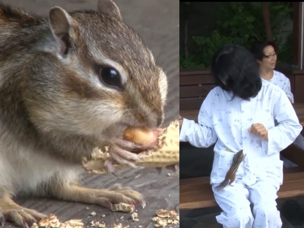如果你一邊在和人閒聊，一邊在吃著零嘴，可能就會被Darom鎖定，將堅果一顆顆慢慢偷走，病患們都笑說Darom真是最可愛的小偷啦！ (圖/Facebook@SBS TV동물농장x애니멀봐) 