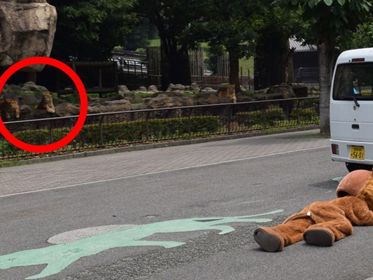 大貓也傻眼！日本動物園舉行逃脫演習　一旁真獅全程看呆