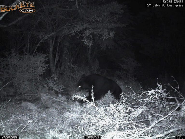 熊熊拍到了！臺東林管處自動拍照示警系統首次拍下台灣黑熊出沒
