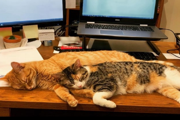 在辦公室工作的兩隻貓咪　上班內容就是搗蛋賣萌啦！