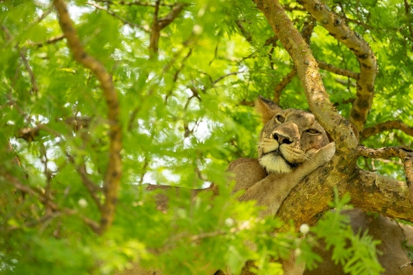 攝影師捕捉到獅子樹上打盹　大肚腩憨樣霸氣盡失！