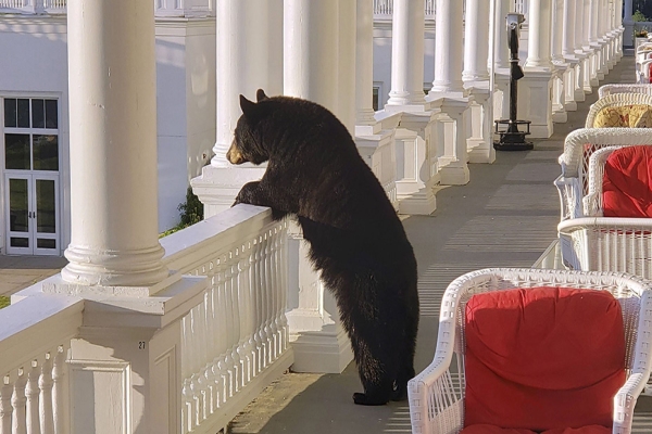度假酒店迎來不尋常旅客　黑熊：這裡的日出還不錯！