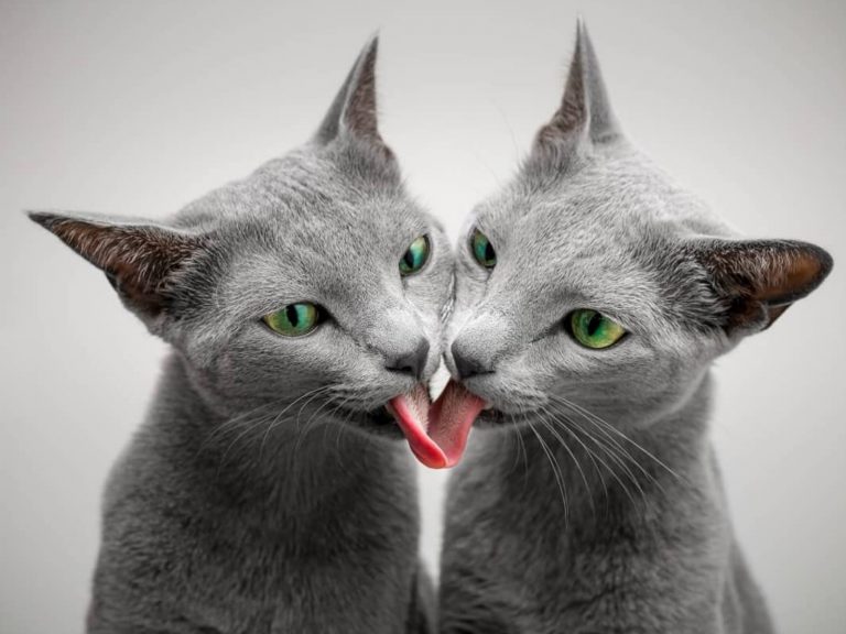 超美萌藍貓姊妹花從小相依偎　最愛用舌頭黏住彼此的心！