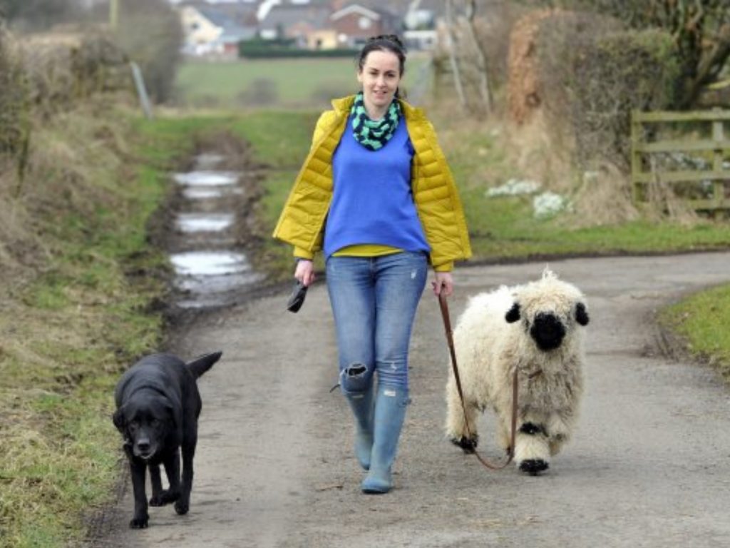 雖然不願意住在倉庫，也討厭總是待在戶外，但是馬利喜歡和傑西一起出門遛遛。 (圖/SWNS) 