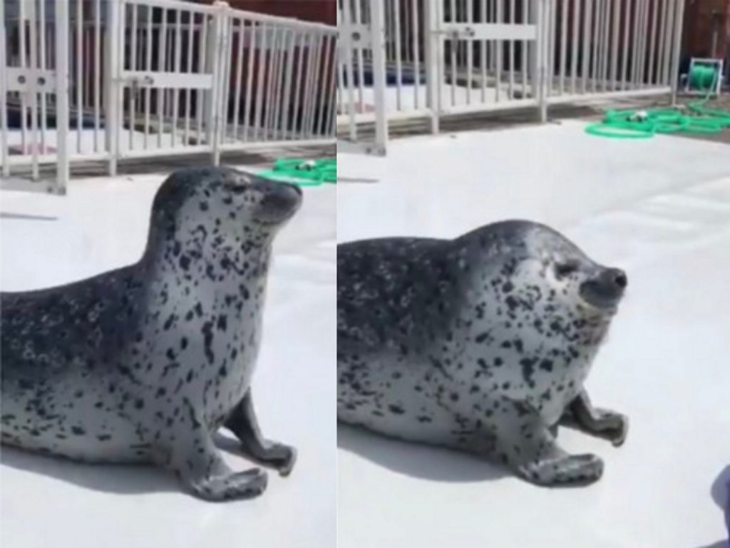 看我伸縮自如的龜縮功，你打不到我的啦～(圖/Twitter@aguhiyori) 