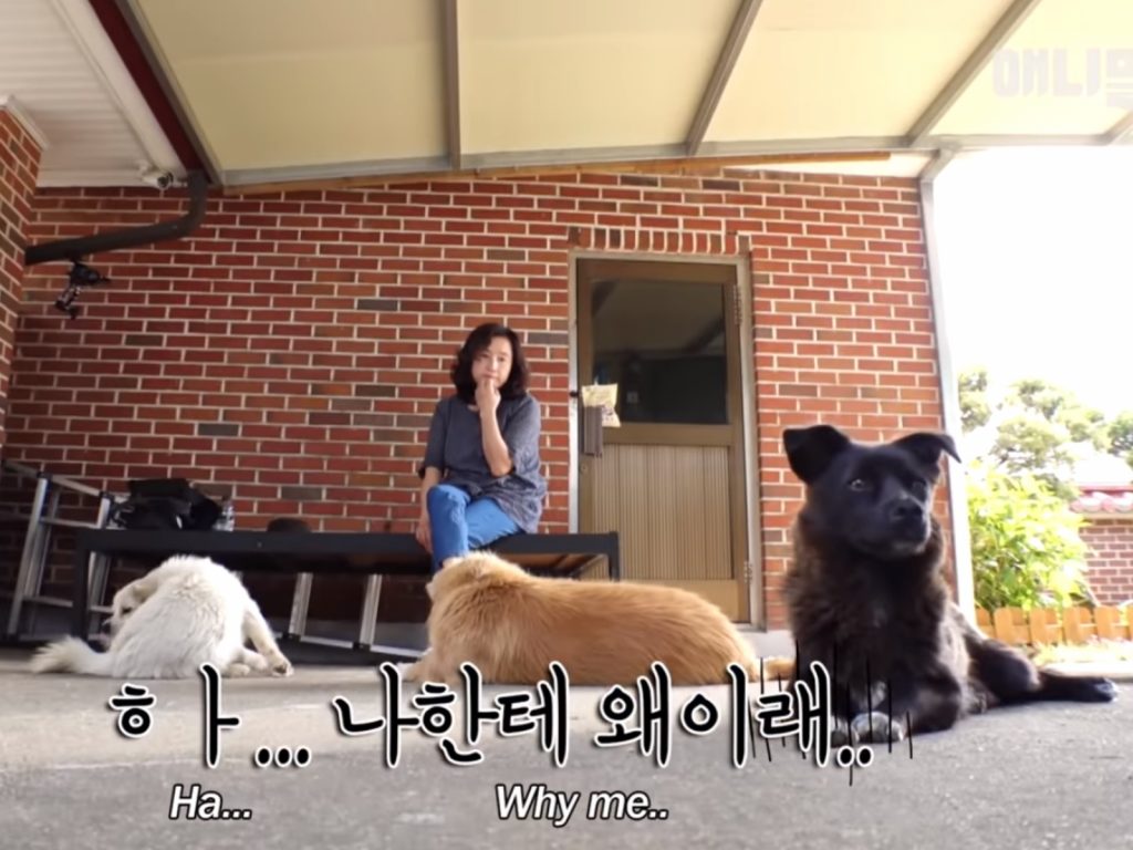狗狗三劍客總是跟前跟後，對認定為主人的女子寸步不離，讓她十分懊惱。(圖/Youtube@SBS TV동물농장x애니멀봐) 