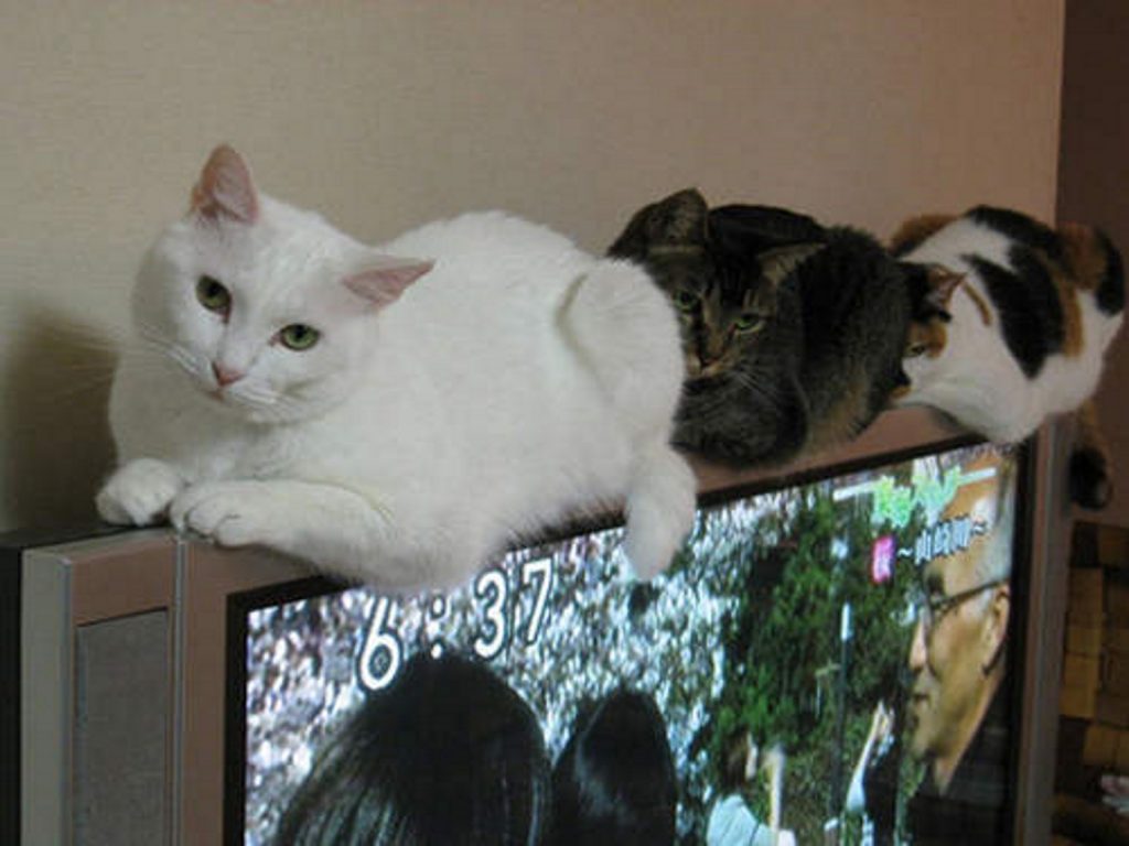 貓咪喜歡窩在會發熱的電視上取暖！（圖IG／さび猫アンちゃんの毎日）