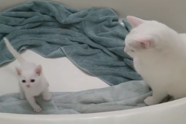 小白貓被同樣喪失聽力大白貓收編　貓哥哥：我們守護你！