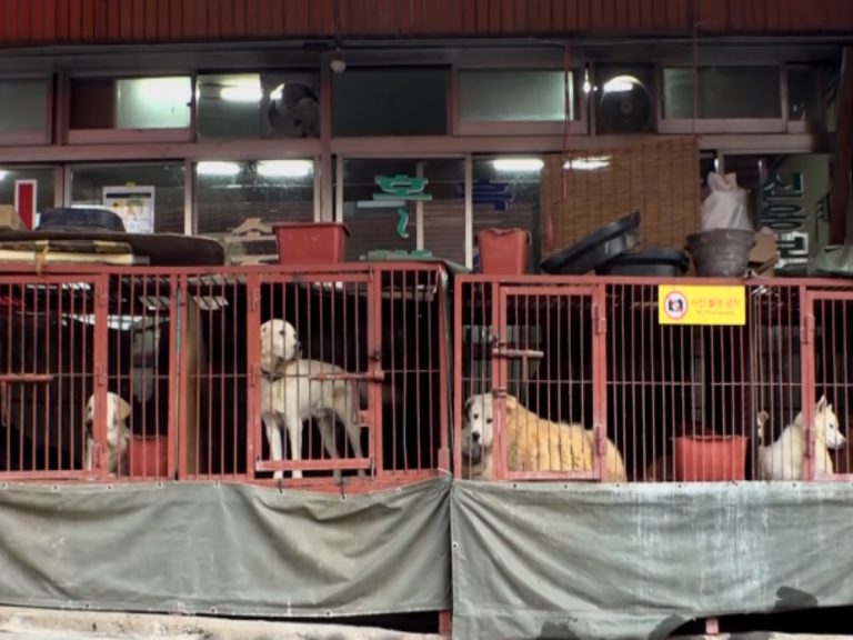 釜山最大的狗肉市場已正式邁入歷史（圖／翻攝自FB@SBS TV동물농장x애니멀봐）