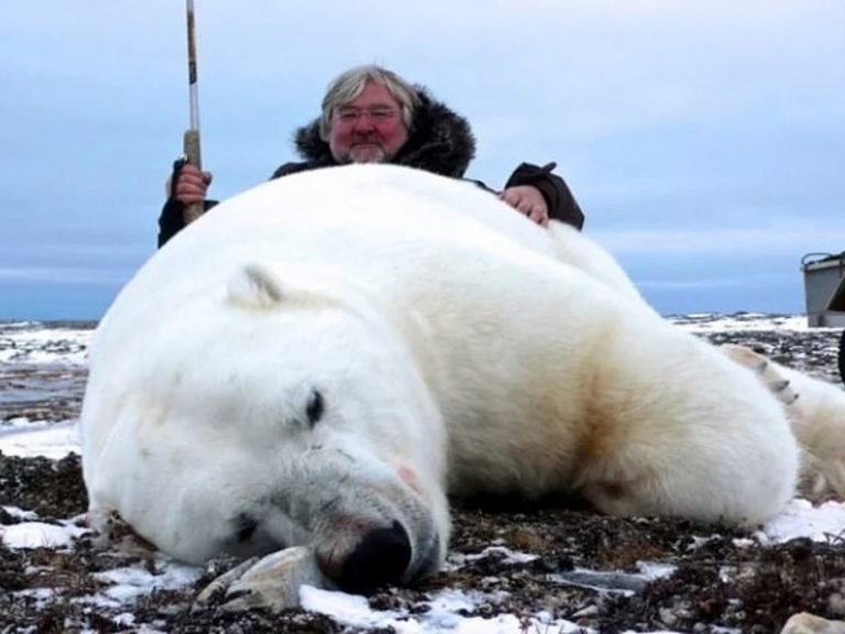 富人的狩獵遊戲？數千北極熊遭獵殺展示　動保組織：應嚴禁
