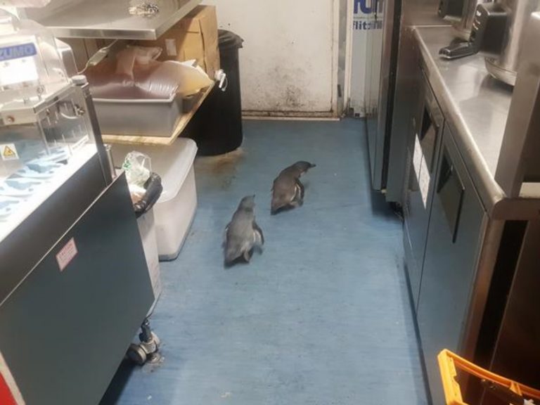 2隻企鵝原來在威靈頓火車站附近閒晃，疑似在尋找「犯案地點」，隨後進入位在附近的壽司店。(圖/RNZ) 
