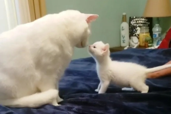 小白貓被同樣喪失聽力大白貓收編　貓哥哥：我們守護你！