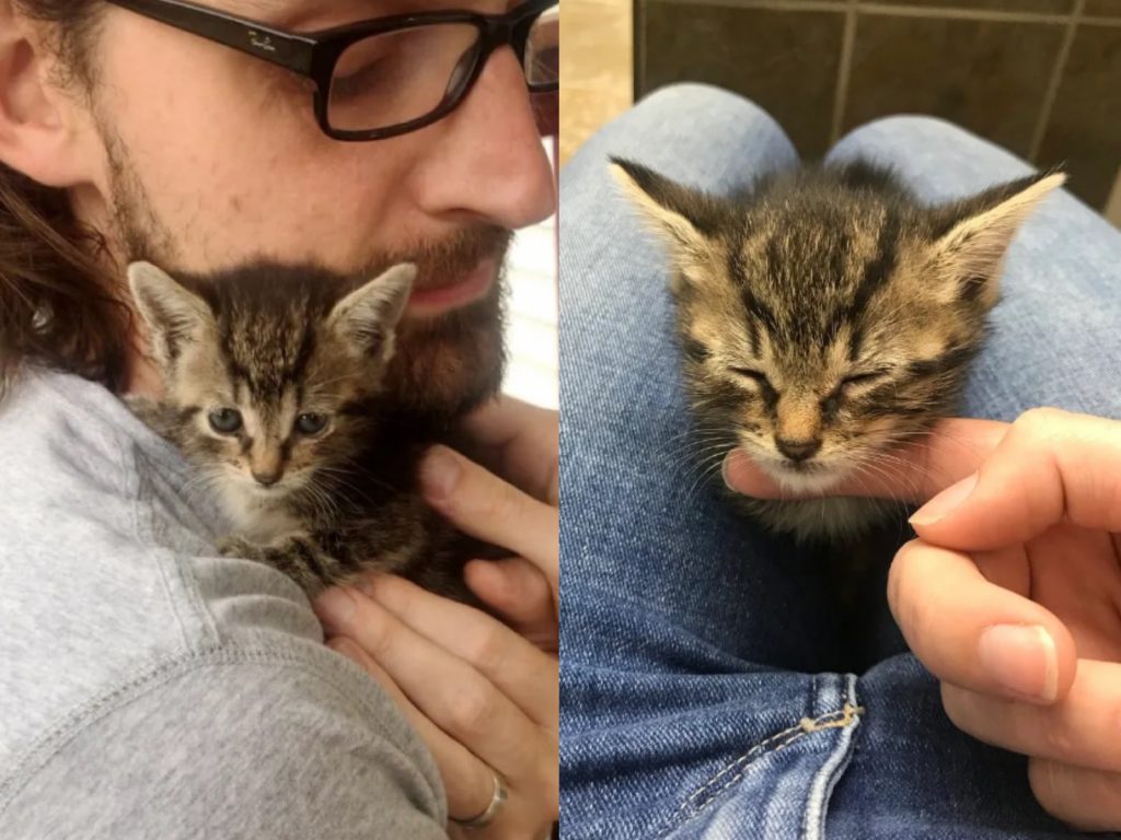 不過一下子時間，小貓已經完全放鬆下來，還會發出小小的呼嚕聲！ (圖/Stephen Austin) 