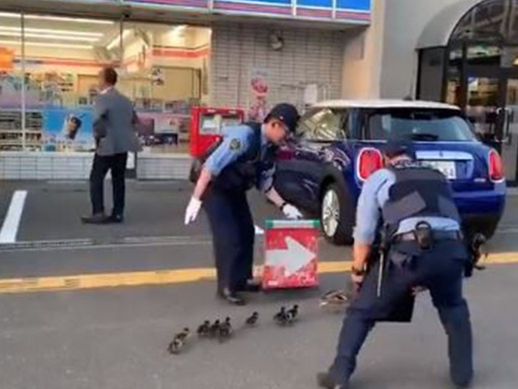 一路上鴨媽媽還邊走邊往回看，似乎在確認方向，這時其中一名警察還輕拍牠的背，提醒牠往正確的方向走。(圖/Twitter@sibaken_games) 