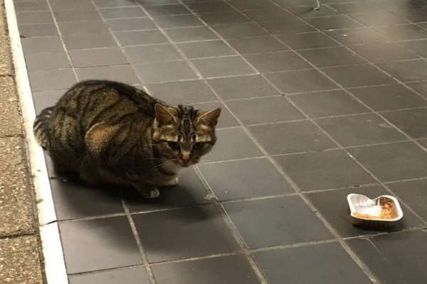 家貓到超市假扮浪浪討更多食物　主人：牠騙很大！