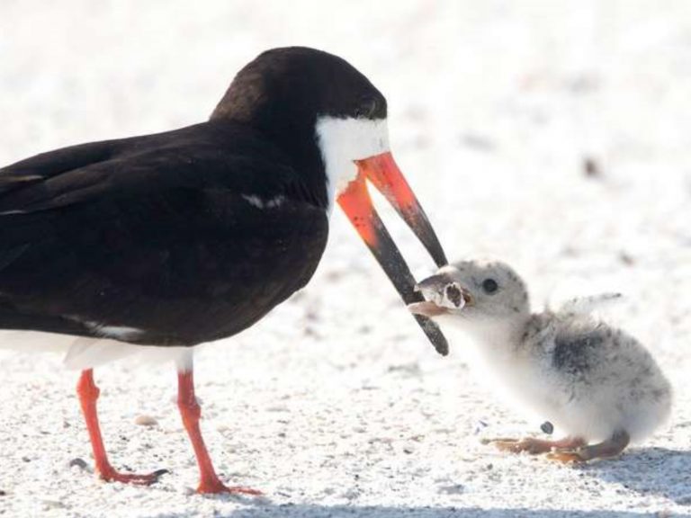 心碎拍下母鳥餵菸蒂給雛鳥　攝影師沉痛呼籲大眾重視環保
