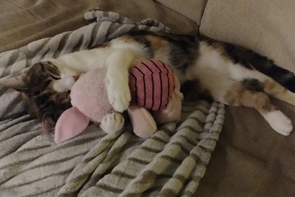 騎車也能撿貓！夫妻折返跑救小貓　發現牠竟是呼嚕馬達！