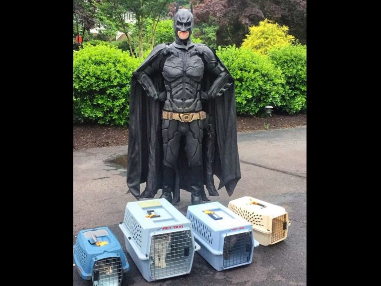 化身蝙蝠俠開收容所為浪浪找家　浪浪英雄：要讓籠子淨空！