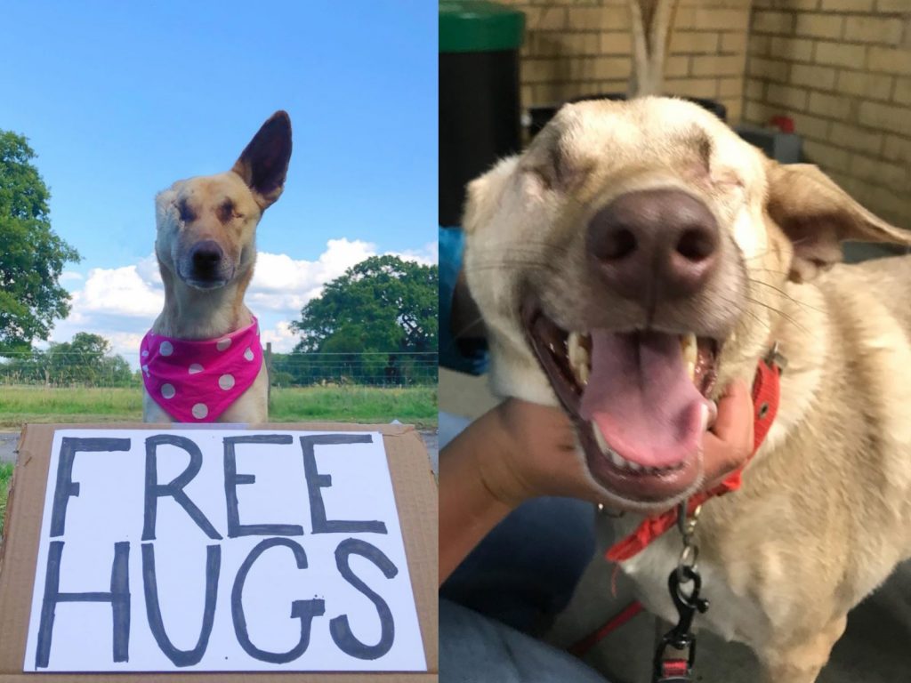 溫暖的個性讓她順利通過治療犬考試，肩負療癒眾人的任務。(圖/IG@maggiethewunderdog) 